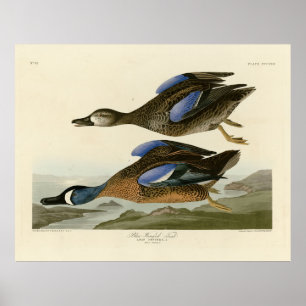 Blauwscharnig Blauwgroen van de Amerikaanse vogels Poster