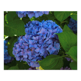 Blauwschildpadden - de blauwe hydrangea foto afdruk