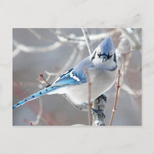 Blauwvintonijn 1 briefkaart