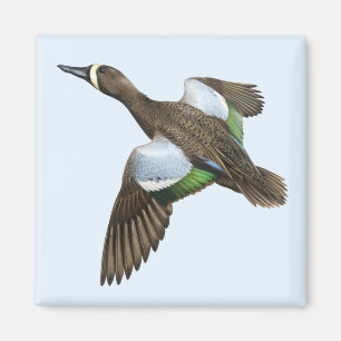 Blauwvleugelige Blauwgroen magneet