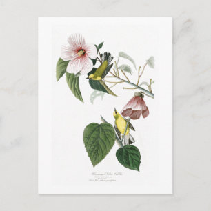 Blauwvleugelige gelige geelaarster Audubon Birds A Briefkaart