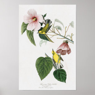 Blauwvleugelige gelige geelaarster Audubon Birds A Poster