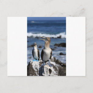 Blauwvoetboeien op de Galapagos-eilanden Briefkaart