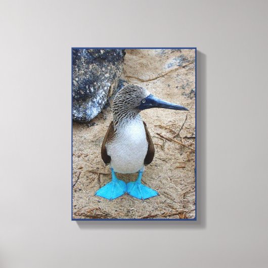 blauwvoetige booby canvas afdruk (Voorkant)
