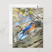 Blauwvogel Briefkaart (Voorkant / Achterkant)