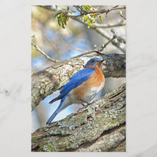 Blauwvogel Briefpapier