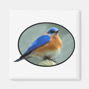 Blauwvogel in het ovaal Lijst Magneet