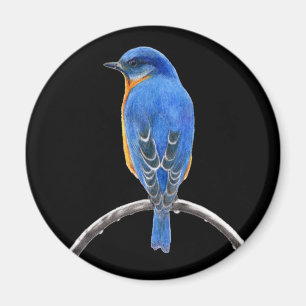 Blauwvogel Magneet