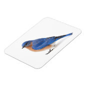Blauwvogel Magneet (Linkerzijde)