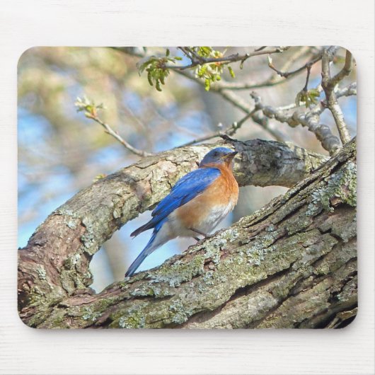 Blauwvogel Muismat (Voorkant)