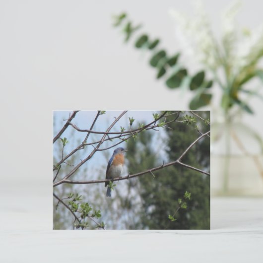 Blauwvogel op een boom briefkaart (Staand voorkant)