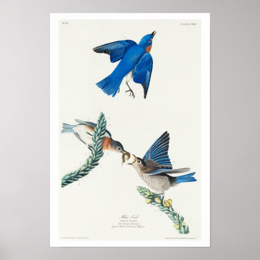 Blauwvogel van het Poster van Audubon (Voorkant)