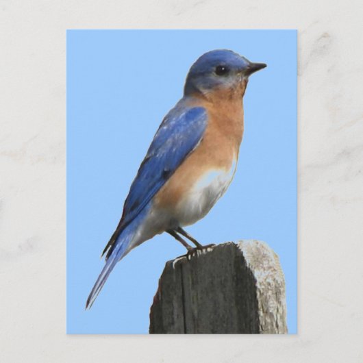 Blauwvogelmannetje Briefkaart (Voorkant)