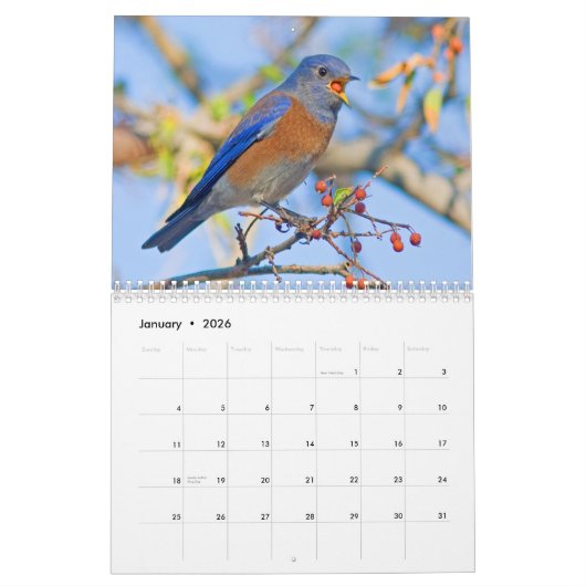 Blauwvogels wandkalender kalender (Jan 2026)