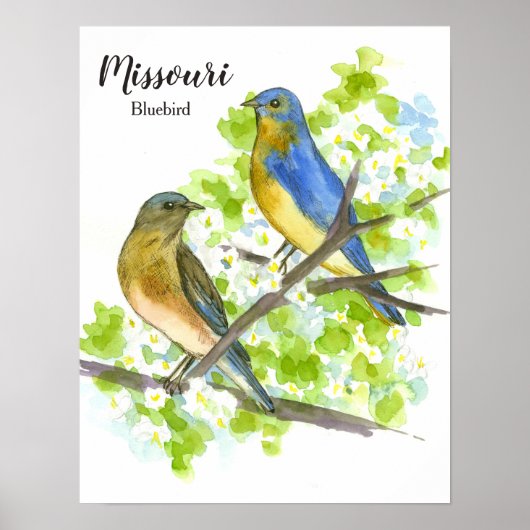 Blauwvogelvogel in Missouri Poster (Voorkant)