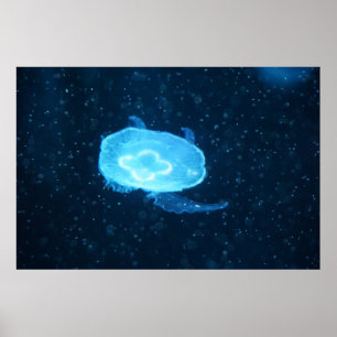 Blauwzwemkwallen Poster