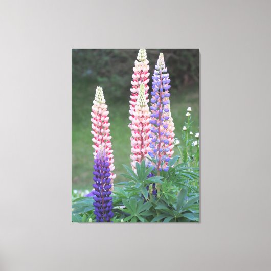 Blazende sterrenbloemen canvas afdruk (Voorkant)