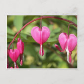 Bleeding Hearts Briefkaart (Voorkant)