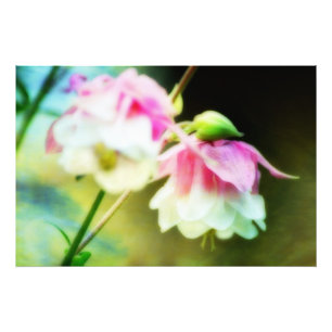 Bleeding Hearts by Shirley Taylor Foto Afdruk