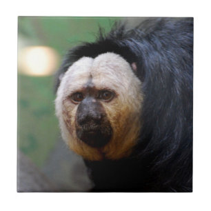 Bleek-faced Saki-aap Tegeltje