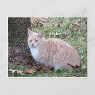 Bleek gele kat briefkaart