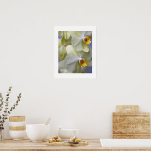 Bleek Gele Moth Orchids Floral Poster