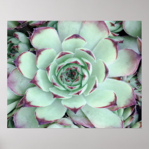 Bleek Groen met Paarse Succulent Close-Up Foto Poster