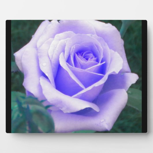 Bleek lavender Roos Foto Plaque Fotoplaat (Voorkant)