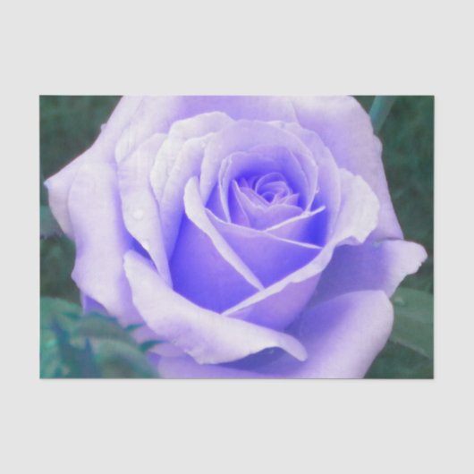 Bleek lavender Roos Tissuepapier (Voorkant)