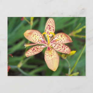 Bleek oranje gevlekte Blackberry lily Briefkaart