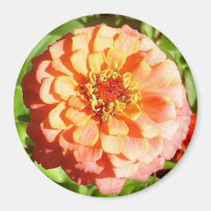 Bleek Oranje Zinnia Magnet Magneet
