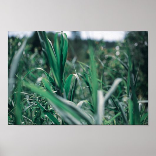 Bleek pasteelgroen graszaad poster (Voorkant)