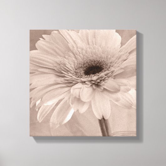Bleek roze Gerber Daisy Flower Canvas Afdruk (Voorkant)