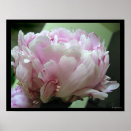 Bleek Roze Peony Blossom Poster Prints