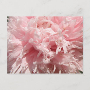 Bleek Roze Poppy Briefkaart