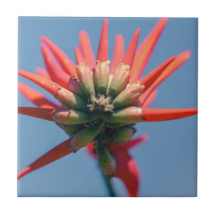Bleek roze rode Erythrinevloer Tegeltje