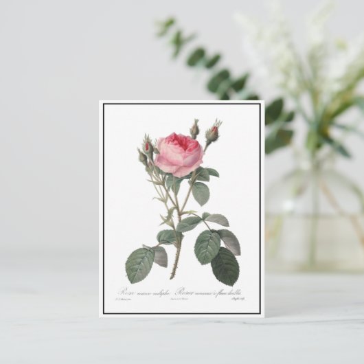 Bleek roze rozen schilderen briefkaart (Staand voorkant)