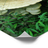 Bleek Shelf Fungus Coordinating Items Poster (Hoek)