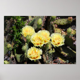 Bleke gele Cactus Blossom Poster