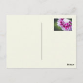 Bleke gele roos briefkaart (Achterkant)