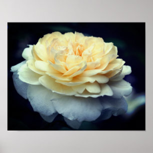 Bleke gele roos in Bloom Poster