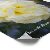 Bleke gele roos poster (Hoek)