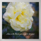 Bleke gele roos poster (Voorkant)