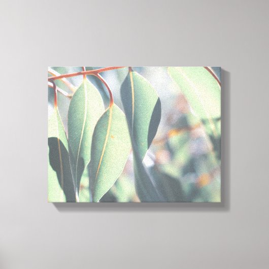 Bleke groene eucalyptusbomen canvas afdruk (Voorkant)