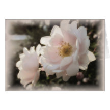 Bleke ouderwetse Rozen