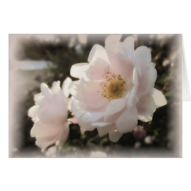 Bleke ouderwetse Rozen (Voorkant Horizontaal)