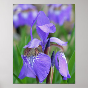Bleke Paarse blauwe vlag Iris-ventilator Poster