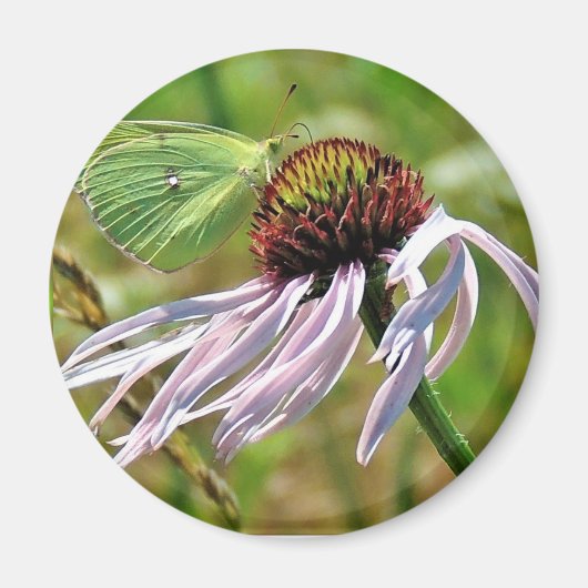 Bleke Paarse Coneflower Magnet Magneet (Voorkant)