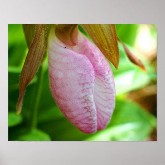 Bleke roze dame Slipper Orchid Sluiten Poster (Voorkant)