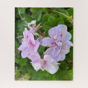 Bleke Roze Klimop Geranium, Oakland Legpuzzel